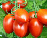 Roma Vf Tomato Seeds Italian Plum San Marzano Amish Paste Vegetable Seed  - $5.93