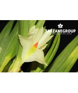 DENDROBIUM PENTAPTERUM SMALL ORCHID POTTED - $53.00