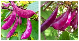 5 Packs (10 Seeds / Bag) of Early-Maturing Hyacinth Bean fresh seeds - £16.77 GBP