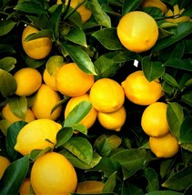 Live Plants Lemon Trees 1FT. Edible Citrus Fruit Starter Seedling Sapling - £21.34 GBP