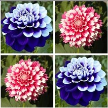 USA-Seller Perennial Flowers Vary Colors Dahlias Seeds 20pcs - $5.65