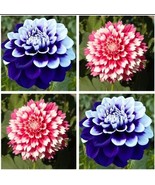 USA-Seller Perennial Flowers Vary Colors Dahlias Seeds 20pcs - €4,86 EUR