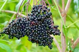 30+American Elderberry Seeds Big Native Shrub Bush Hedge Fruit Tree Gree... - $172.60 MXN
