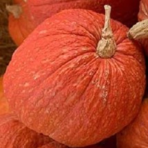 25 Squash Seeds Warty Red Squash Seeds Pumpkin Seeds Gardening USA SHIPPING - $13.25