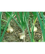 Walla Walla Sweet Onion  Northern Onion Overwintering FRESH - $12.00
