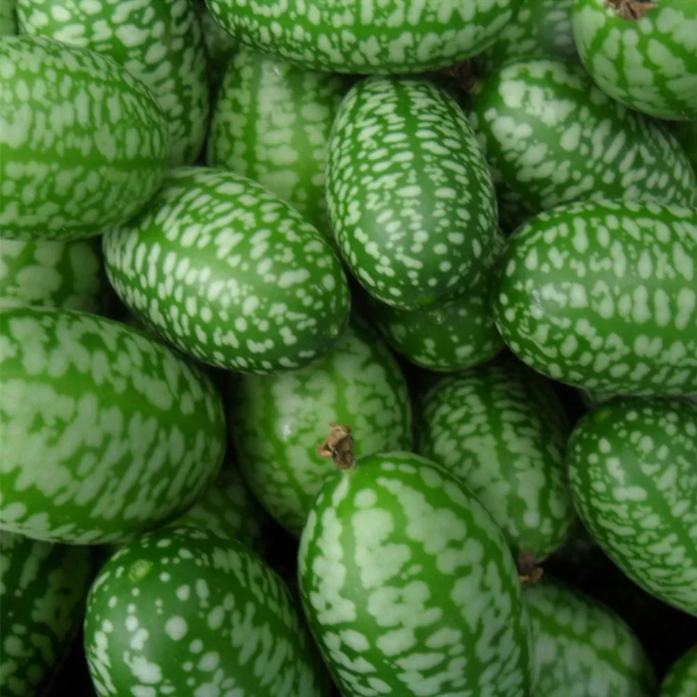 5 Bags (50 Seeds / Bag) of Cucamelons Seeds, Mexican Sour Gherkins - £11.80 GBP