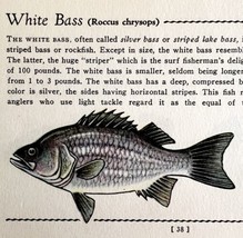 White Bass 1939 Fresh Water Fish Art Gordon Ertz Color Plate Print PCBG20 - $570.01 MXN