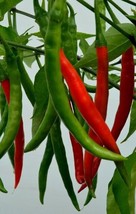 SGHOST  25 Pusa Jwala Indian Hot Pepper Seeds High Pungency USA Seller - £6.49 GBP