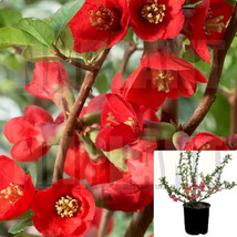 Chaenomeles Texas Scarlet 5Gallon Flowering Quince red Flower live plant - £64.13 GBP