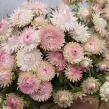 100 Blushing Bride Silver Rose Strawflower Seeds Fresh Seeds From US - £10.73 GBP