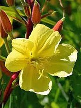 Evening Primrose 100+ Seeds Newly Harvested, Beautiful Yellow Flowers - £2.39 GBP