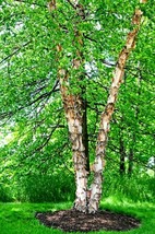 Live River Birch Tree Strong Rooted Plant  1-4+yo 8&quot;-40&quot;+ tall - £6.00 GBP+