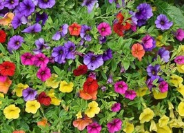 200 PCS Seeds Hanging Petunia Mixed Flores Color Waves Beautiful Flowers - $12.84