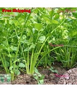 MBK 20 Velvet Queen Sun Fast Ship - $12.98