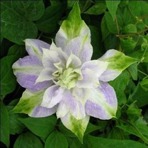 25 DBL Purple Green Clematis Seeds Flowers Perennial Seed Flower 90  - £13.36 GBP