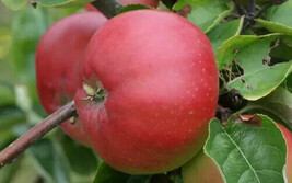 25 Tom Putt Apple Seeds Planting Fresh Seeds - $13.63 CAD
