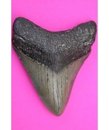 Authentic Megadolon Shark Tooth 2.96 Inches 49 Grams Fossil Dino Girl CO... - $88.99