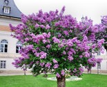 Persian Lilac Melia AzedarachSacred Tree Fast Grow | 10 Seeds Free Us Ship - $8.99