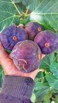 Rare Thai Five Finger Fig,Anjeer Fruit  (Air Layered) Healthy Live Plant... - £23.56 GBP