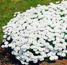 100 pcs Creeping Thyme Seeds - White Red Available FRESH SEEDS - £6.67 GBP