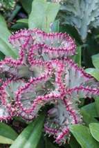 25 Pink Coral Cactus Succulent Garden Plant SEEDS  - £11.07 GBP