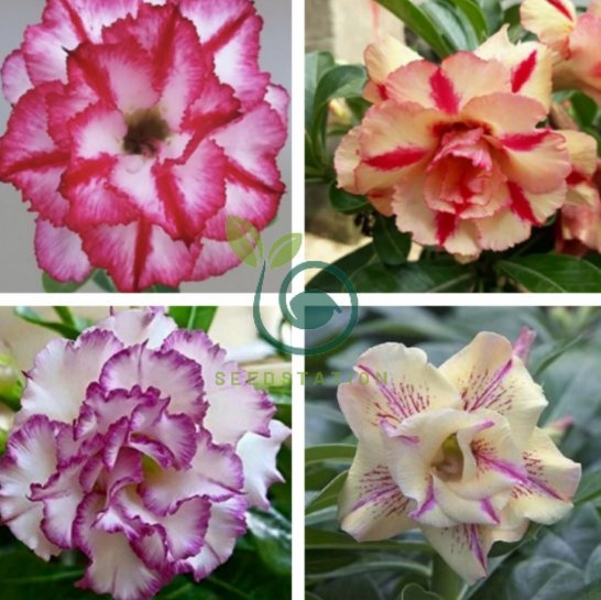 Adenium All Color Adenium Mixed 36 Colors Colorful Flowers 200 Seeds - Home & Garden