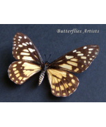 Baronia Brevicornis Female Short-horned Rare Butterfly Framed Entomology... - $95.77 CAD