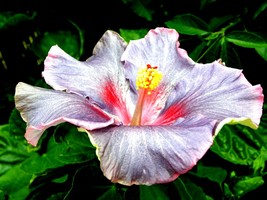 Madagascar Hibiscus Moscheutos Hibiscus Starter Seeds Rose Of Sharon Hs6... - $4.69