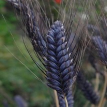 25 Seeds Triticum Aestivum Black Knight Wheat Flower Heirloom Seeds Quick Grow B - $8.35