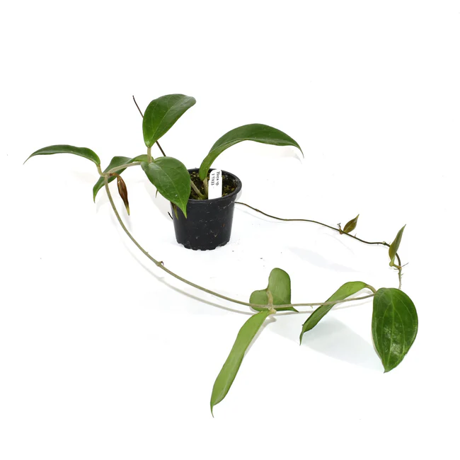 PSStore Hoya Sp. UT-033 3.5 Inch Pot - $45.98