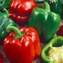 25 California Wonder Pepper Seeds Fresh Gardening - $13.27 CAD