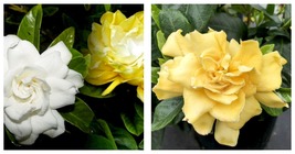 Gardenia Jasminoides GOLDEN MAGIC Live Well Rooted Plant - $62.99