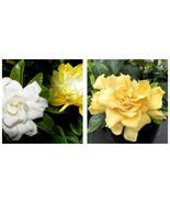 Gardenia Jasminoides GOLDEN MAGIC Live Well Rooted Plant - £49.53 GBP