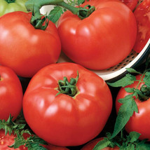 50 Seeds Chef s Choice Red Tomato Juicy Tomatoe Vegetable Garden  - £5.75 GBP