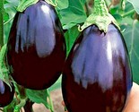 100 Seeds Black Beauty Eggplant Seeds Heirloom Organic Vegetable Garden ... - £7.16 GBP