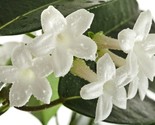 Stephanotis Floribunda Madagascar Jasmine. 15 Authentic Seeds. - $7.43