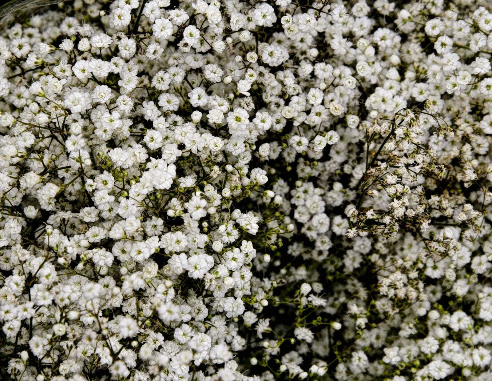 500 Seeds Baby’s Breath White Flowers Gypsophila elegans Fresh Seeds - $4.14