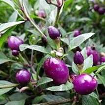 Purple Prince Hot Peppers Seeds Fresh Seeds USA - $12.80