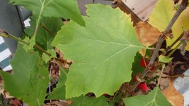 Platanus occidentalis - American Sycamore Tree - 1 year old plant - Gardening - £53.53 GBP