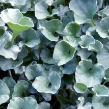 USA Seller Mpb#12 Dichondra Seeds Silver Falls Seeds 25 Thru 500 Seeds Fast Ship - £24.37 GBP