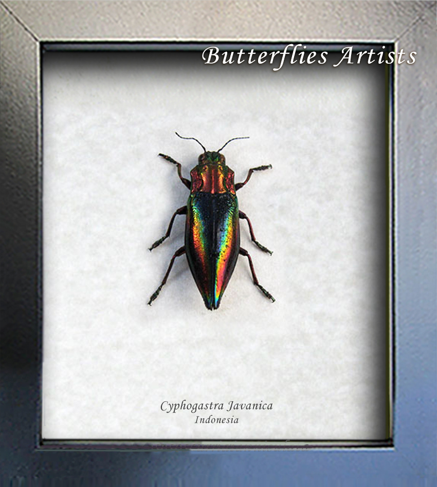Rainbow Jewel Real Beetle Cyphogastra Javanica Entomology Collectible Sh... - $44.99