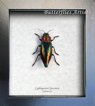 Rainbow Jewel Real Beetle Cyphogastra Javanica Entomology Collectible Sh... - €39,36 EUR