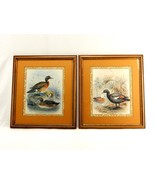Set of 2 Lithograph Duck Prints, John Gerrard Keulemans, Framed And Matted - £46.21 GBP
