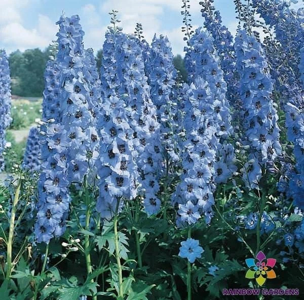 200 Pacific Giant Blue Jay Delphinium Seeds New Fast Shipping - $10.96