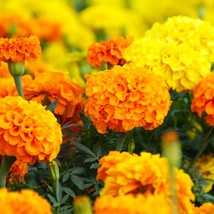 Cracker Jack Mix African Marigold Seeds Tagetes Flower Seed Fast Shipping - £4.66 GBP