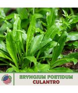 200+ Culantro Seeds Mexican Coriander De Alcapate Cilantro Ancho Culantr... - $9.99