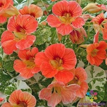 50 Alaska Apricot Nasturtium Seeds - $9.99