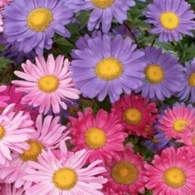 Asteralpinus Single Mix50 Seeds From US  - $8.35