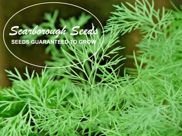 Scarborough Seeds Sweet Marjoram 500 Seeds Heirloom Herbs Fragrant Fresh Garden  - $8.98