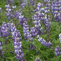 Arroyo Lupine Purple Arroyo Lupine Seeds Gardening Fresh USA SHIPPING - £6.22 GBP